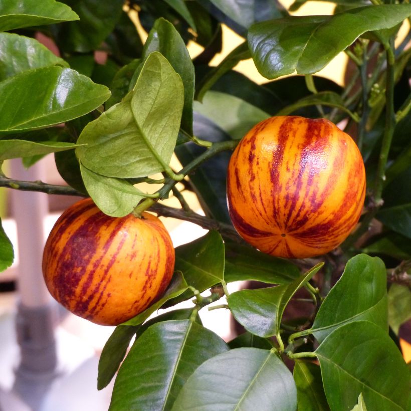 Citrus x Doppio Sanguigno - Hybride de citron Meyer et d'orange sanguine. (Récolte)