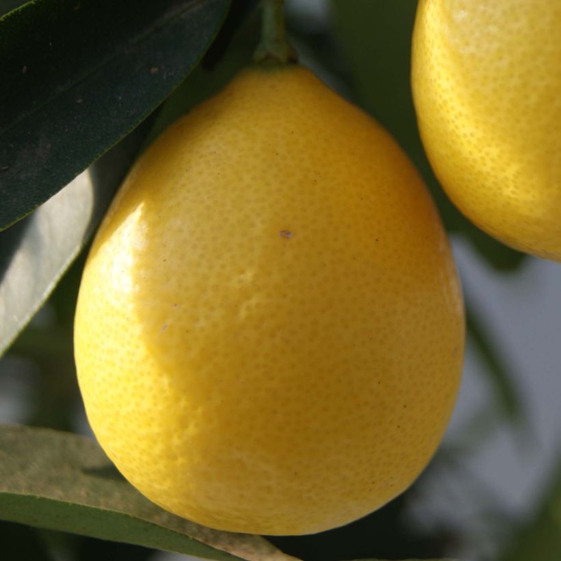 Limequat - Citrus x floridana (Récolte)