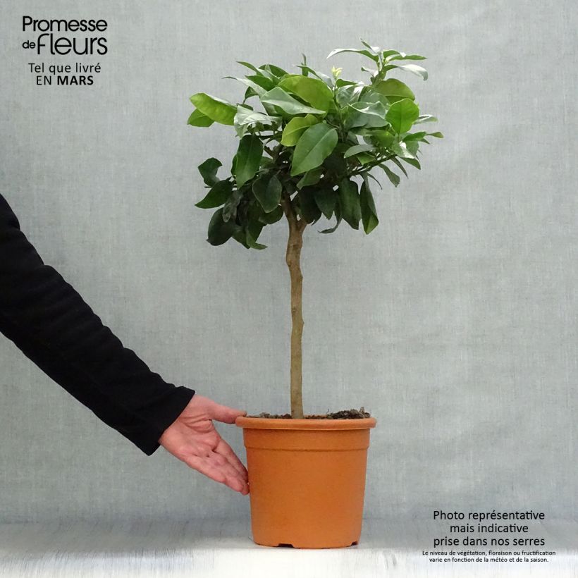 Spécimen de Citrus medica Maxima - Cédrat Maxima Pot de 3L/4L tel que livré au printemps