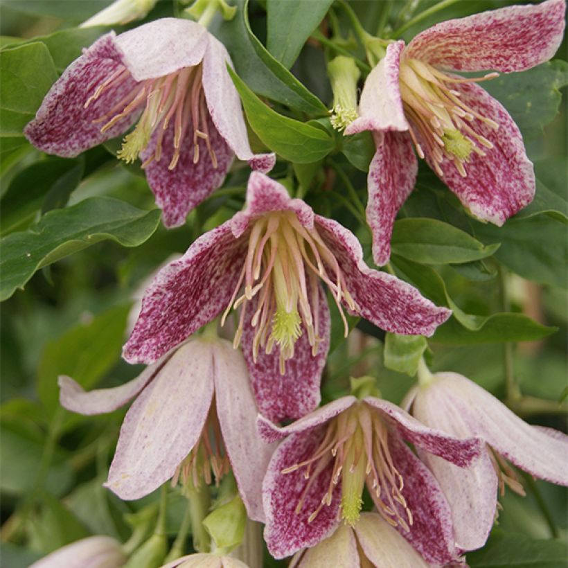 Clématite - Clematis cirrhosa Advent Bells (Floraison)