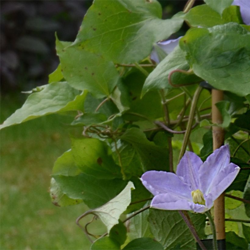 Clématite - Clematis SUCCESS Lavender (Feuillage)