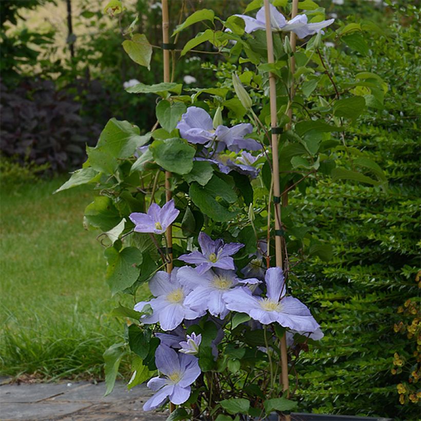 Clématite - Clematis SUCCESS Lavender (Port)