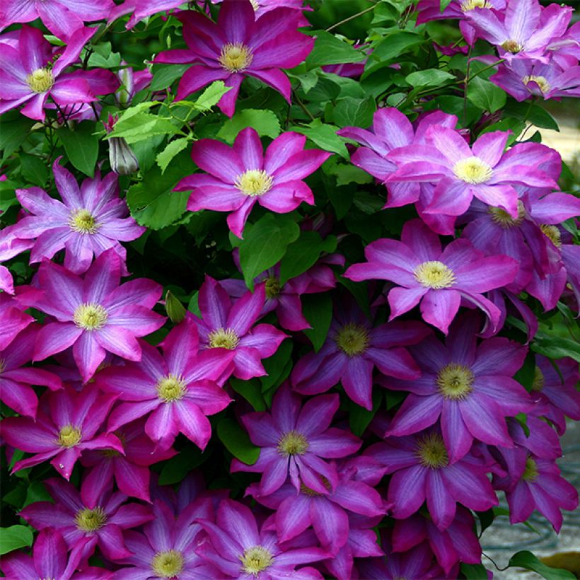 Clématite - Clematis Kakio (Pink Champagne) (Floraison)