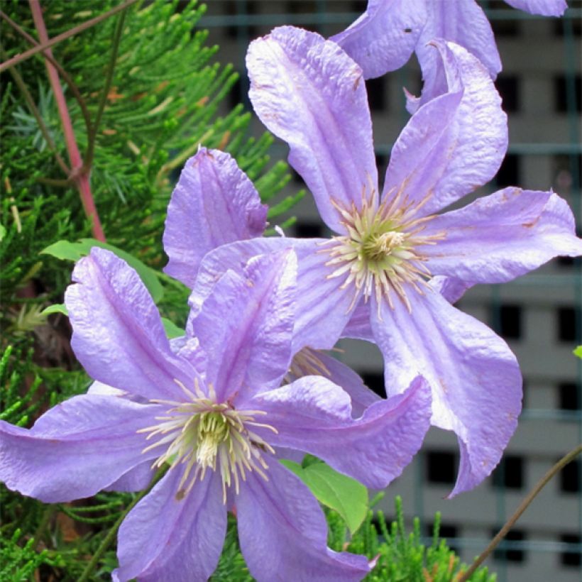 Clématite - Clematis Prince Charles (Floraison)