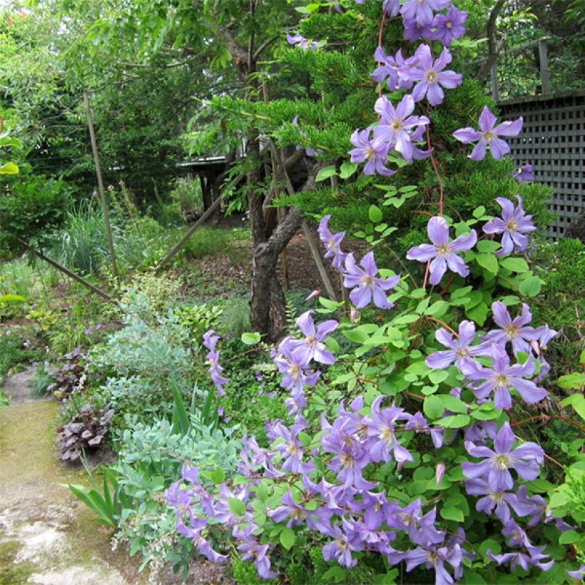 Clématite - Clematis Prince Charles (Port)