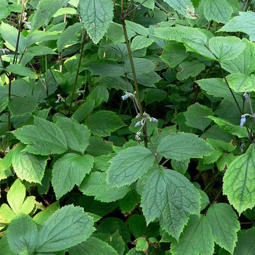 Clématite herbacée - Clematis heracleifolia (Feuillage)