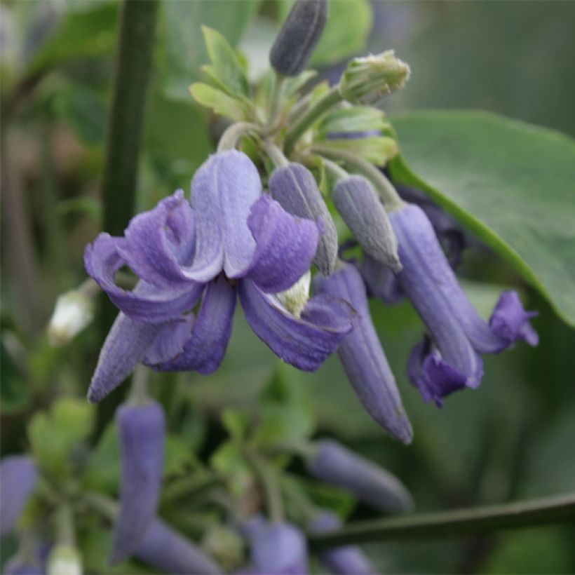 Clématite herbacée - Clematis heracleifolia (Floraison)