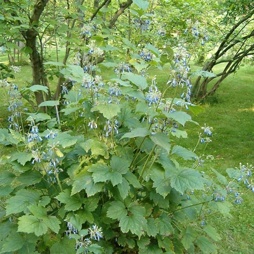 Clématite herbacée - Clematis heracleifolia (Port)