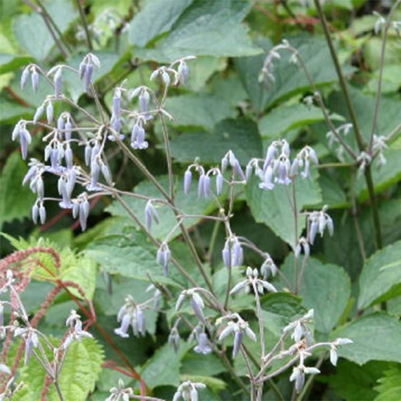 Clématite - Clematis stans (Floraison)