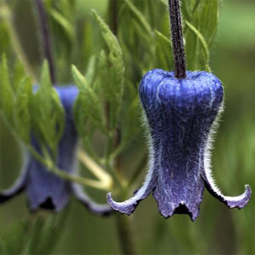 Clématite - Clematis hirsutissima (Floraison)