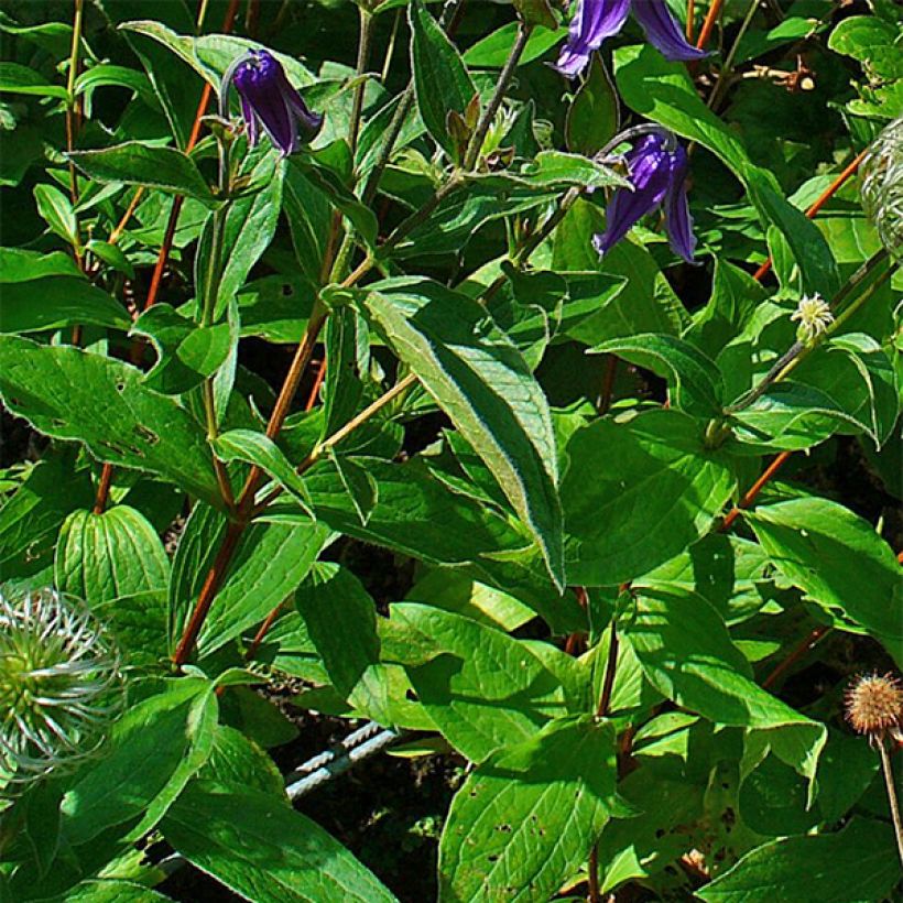 Clématite - Clematis integrifolia (Feuillage)