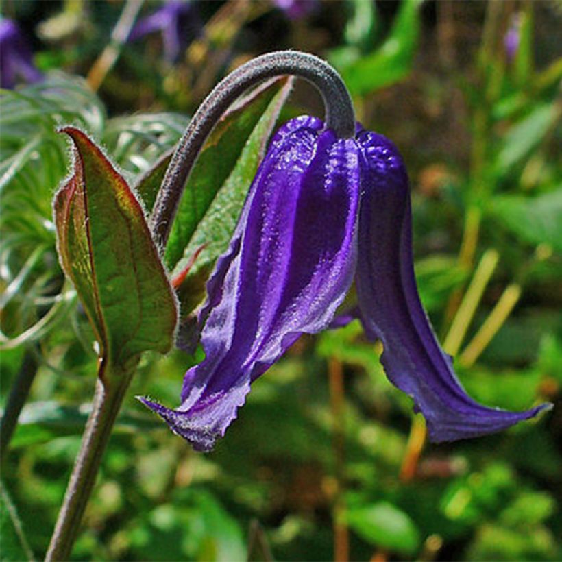 Clématite - Clematis integrifolia (Floraison)