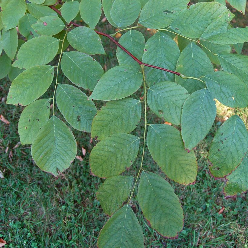 Cladrastis kentukea - Virgilier à bois jaune (Feuillage)