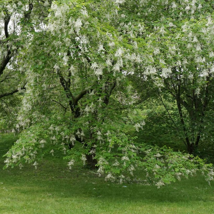 Cladrastis kentukea - Virgilier à bois jaune (Floraison)