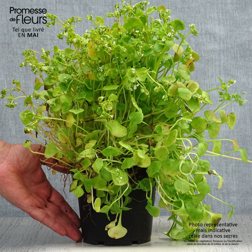 Spécimen de Claytonia perfoliata - Pourpier d’Hiver ou Claytone de Cuba Pot de 1,5L/2L tel que livré au printemps