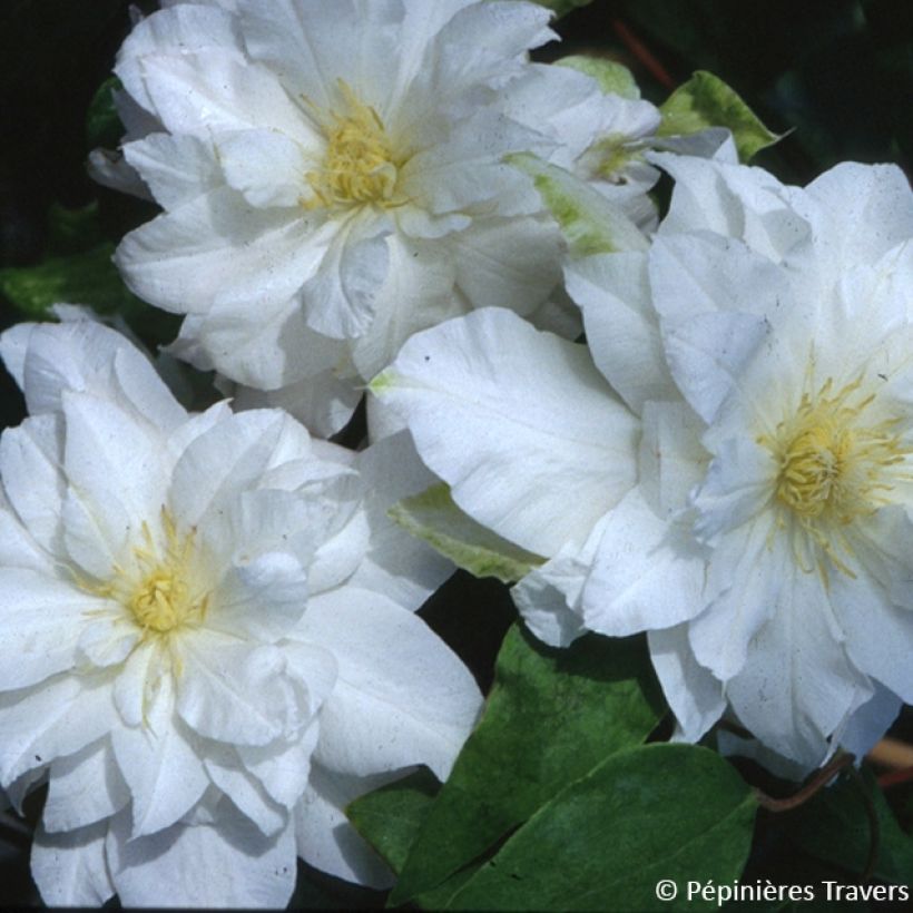 Clématite Arctic Queen (Floraison)