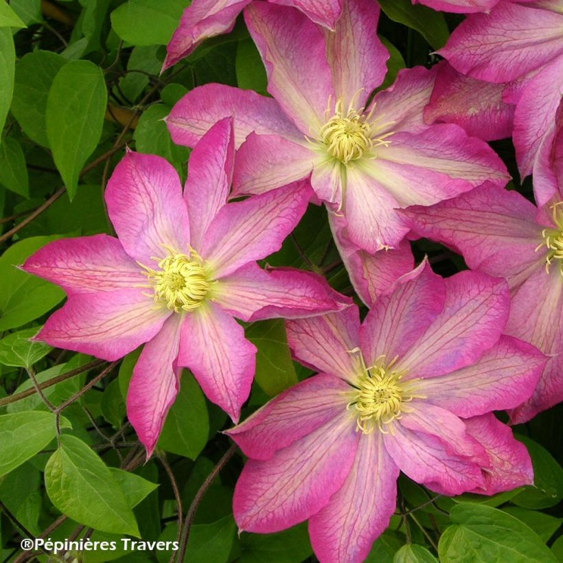 Clématite - Clematis Asao (Floraison)