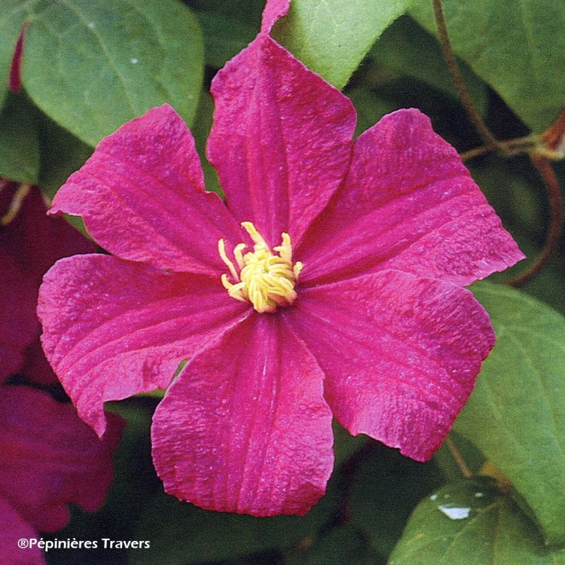 Clématite - Clematis Barbara Harrington (Floraison)