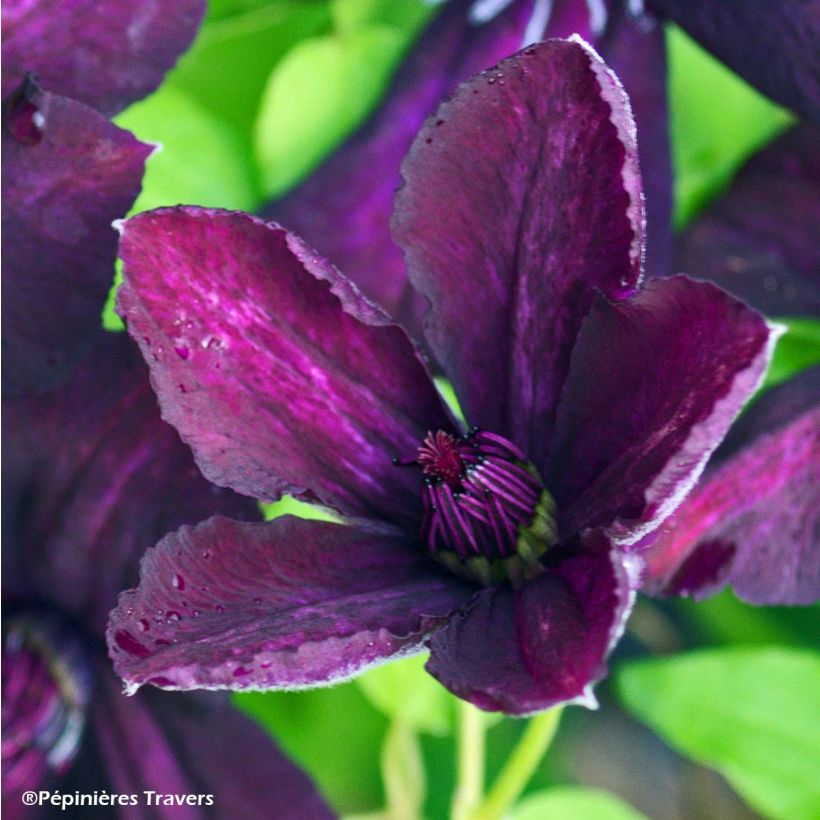 Clématite viticella Dark Eyes (Floraison)