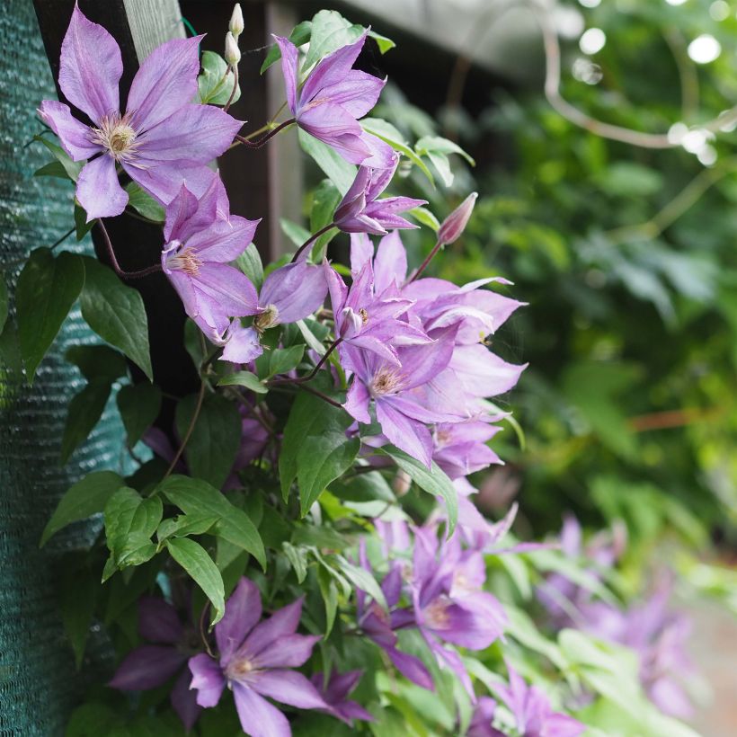 Clématite - Clematis Dorothy Walton (Floraison)