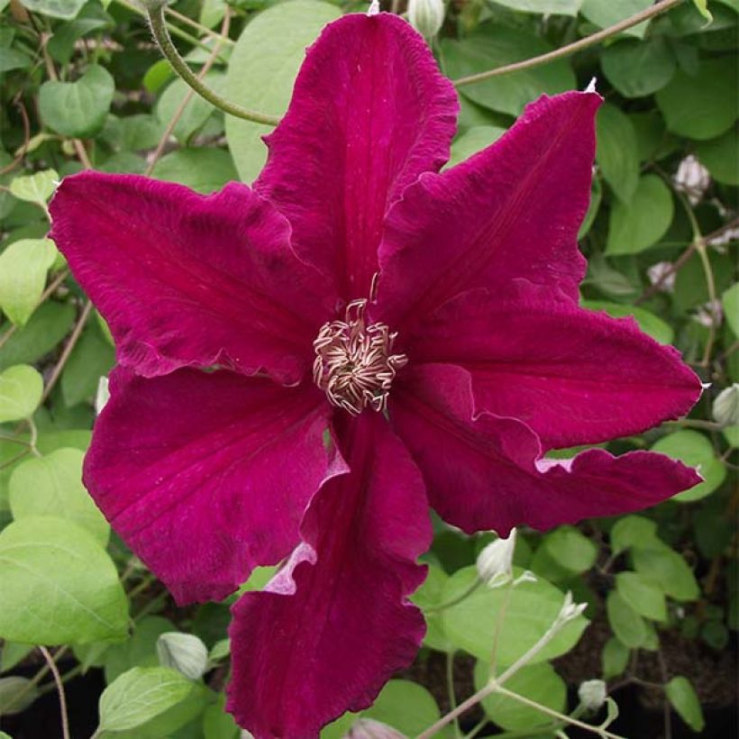 Clématite - Clematis Ernest Marckham (Floraison)