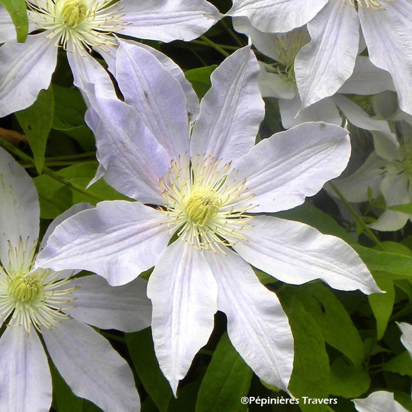 Clématite - Clematis Etoile Nacrée (Floraison)