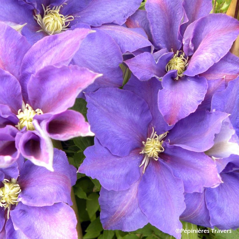 Clématite - Clematis H. F. Young (Floraison)