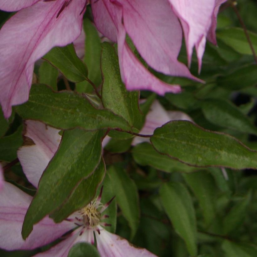 Clématite - Clematis Isabella (Feuillage)