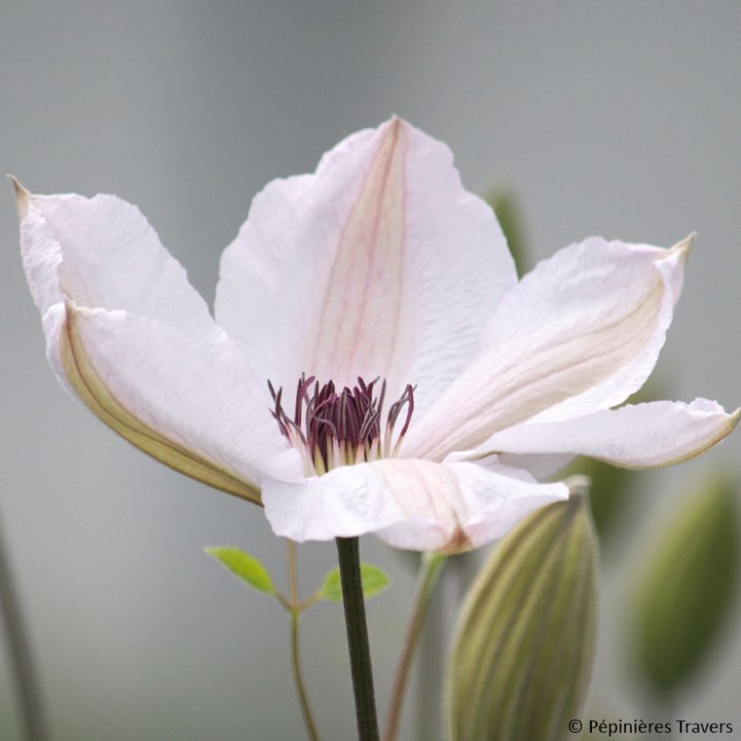 Clématite - Clematis John Paul II (Jean Paul II) (Floraison)