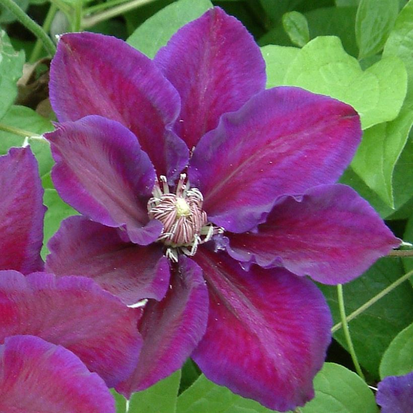 Clématite - Clematis Julka (Floraison)