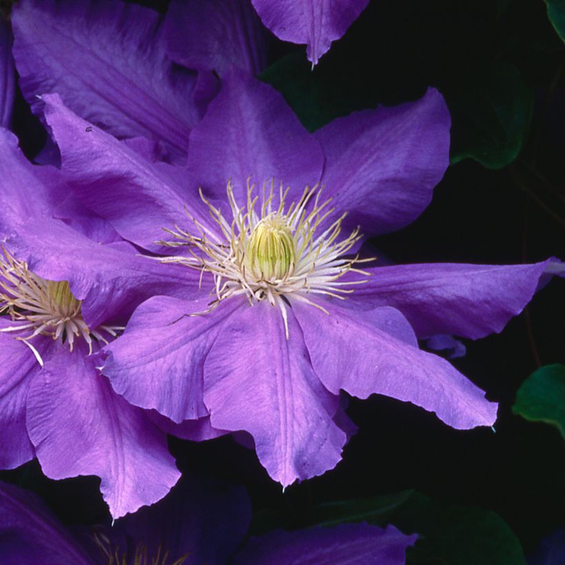 Clématite - Clematis Lasurstern (Floraison)