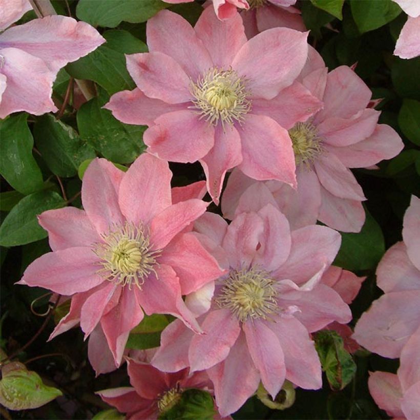 Clématite - Clematis Little Mermaid (Floraison)