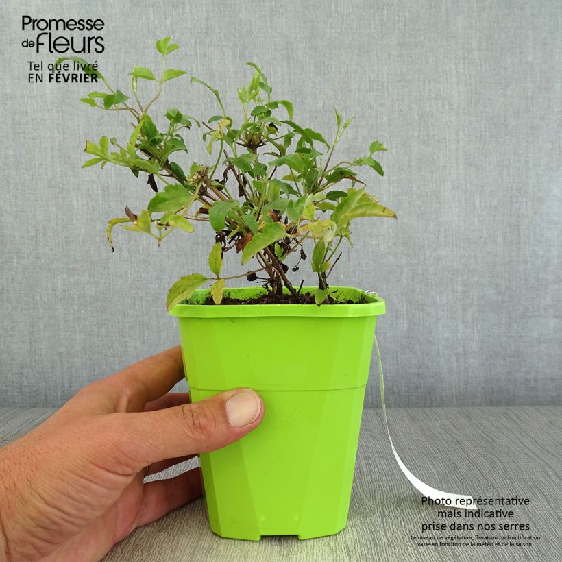 Spécimen de Clématite - Clematis tangutica Little Lemons Pot de 1L/1,5L tel que livré en automne