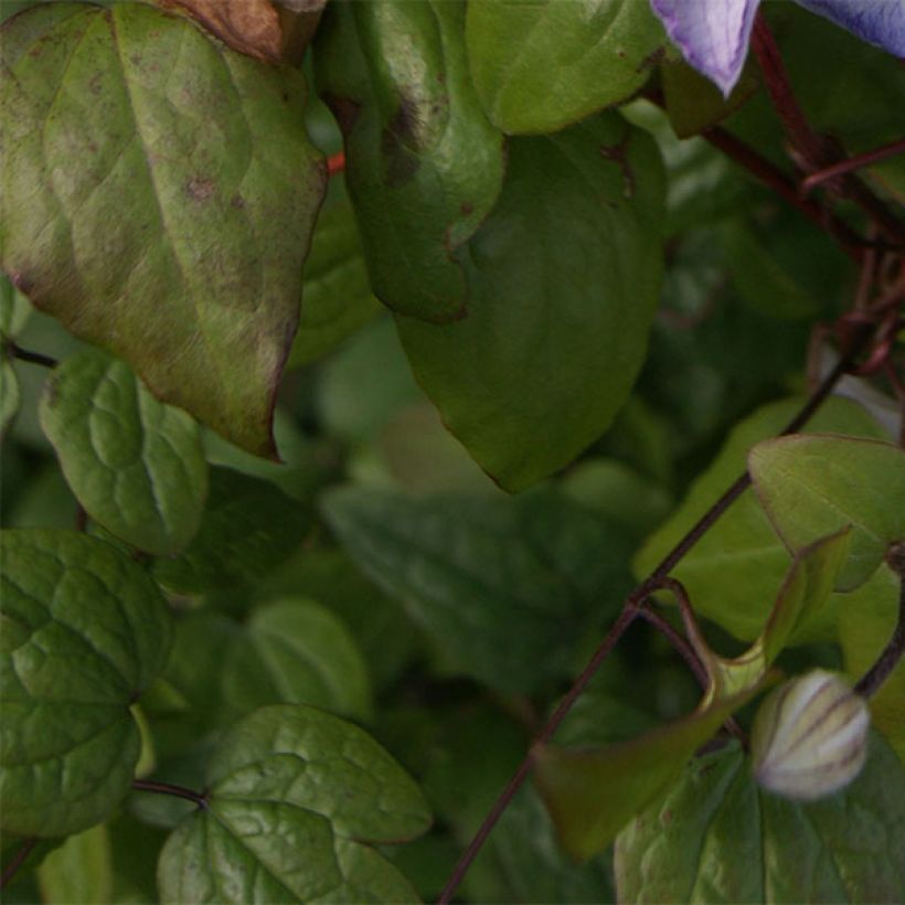 Clématite - Clematis Lucky Charm (Feuillage)