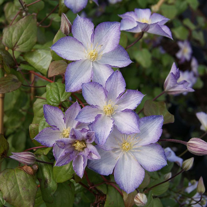 Clématite - Clematis Lucky Charm (Floraison)