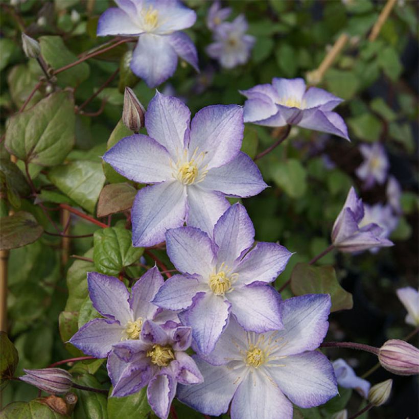 Clématite - Clematis Lucky Charm (Port)