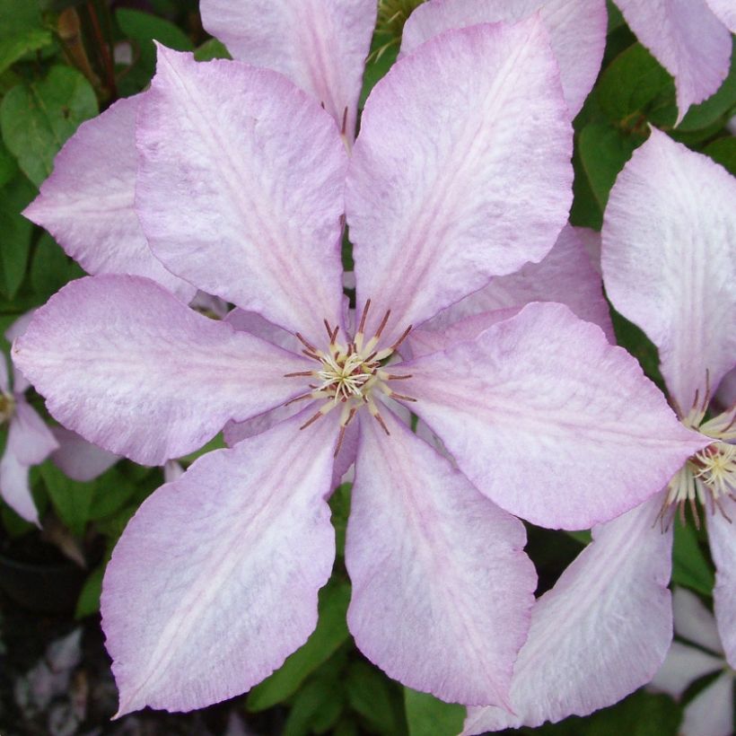 Clématite - Clematis Margaret Hunt (Floraison)