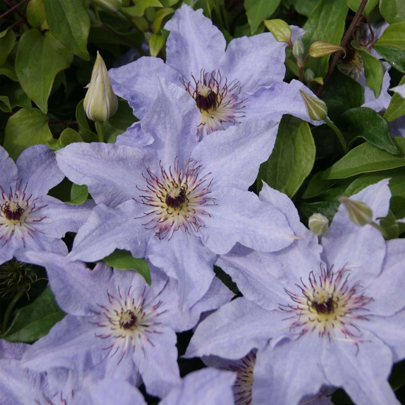 Clématite -Clematis Myosotis (Floraison)