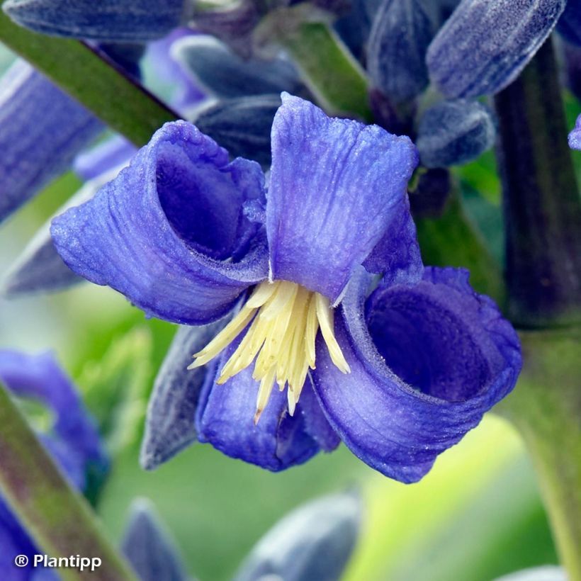 Clématite - Clematis New Love (Floraison)