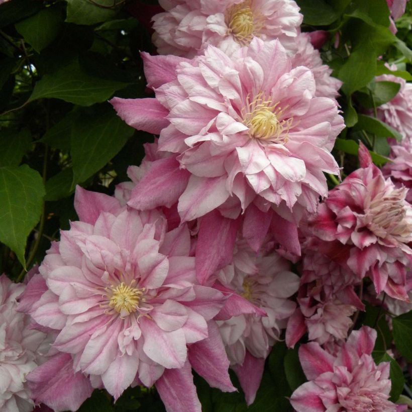 Clématite - Clematis Patricia Ann Fretwell  (Floraison)