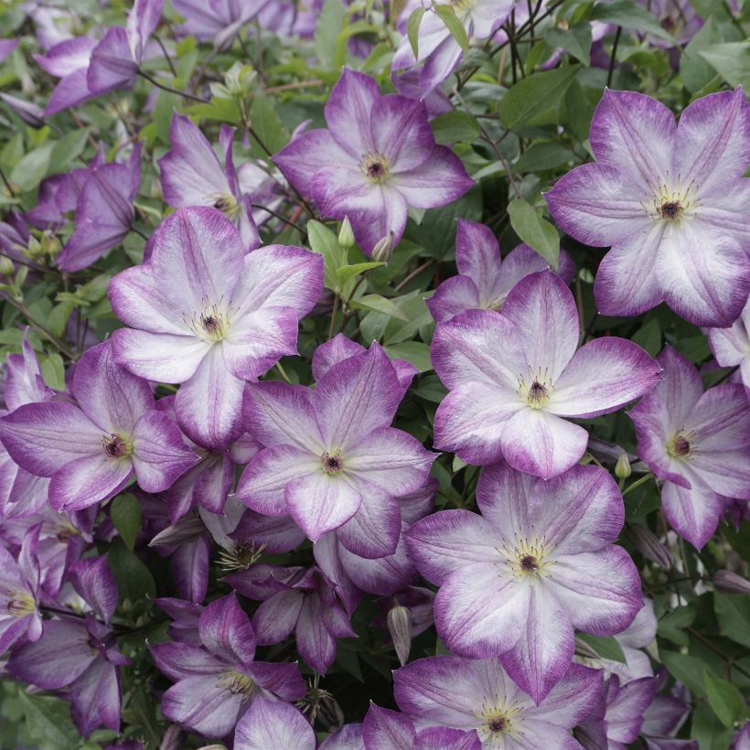 Clématite -Clematis Pernille (Floraison)