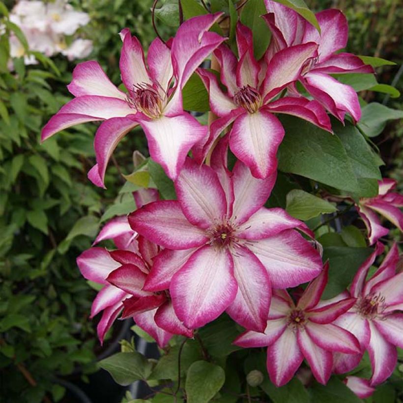 Clématite - Clematis Picotee (Port)