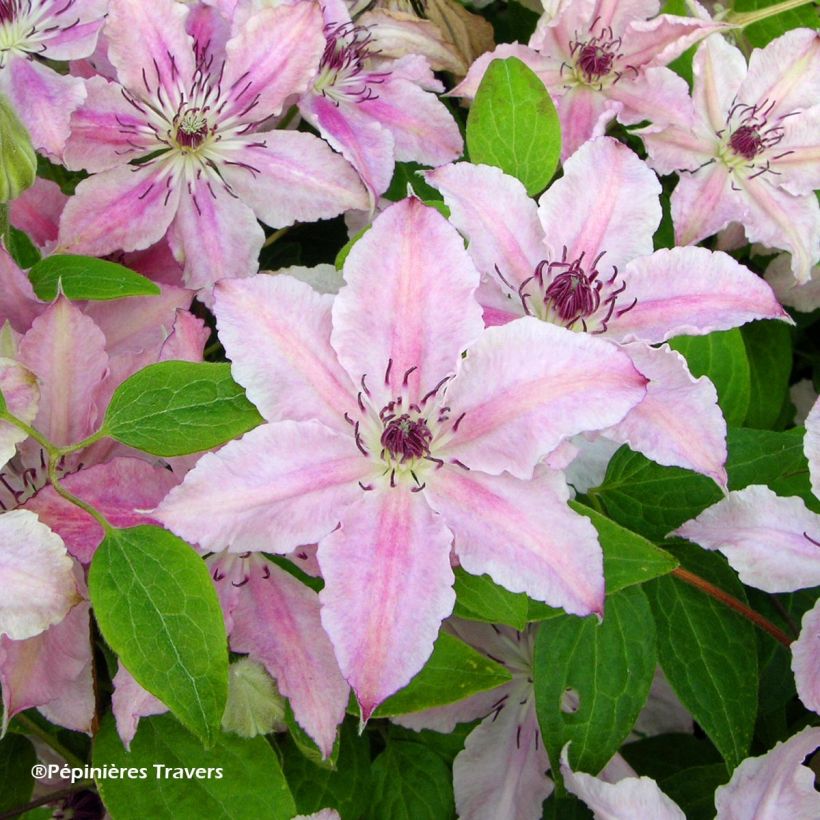 Clématite Pink Fantasy (Floraison)