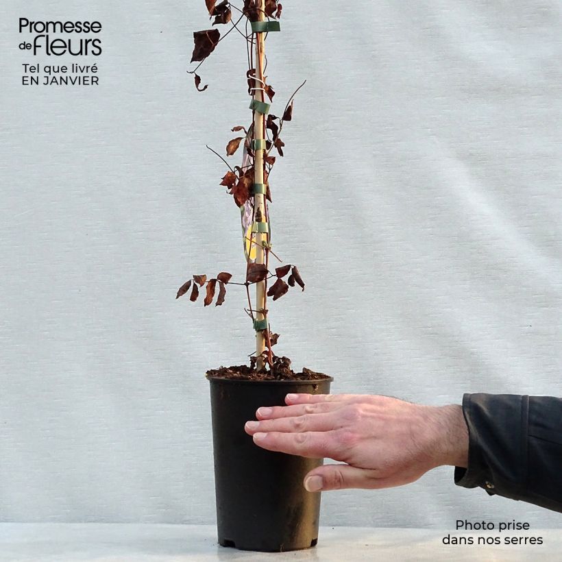 Spécimen de Clématite - Clematis Prince Charles tel que livré en hiver
