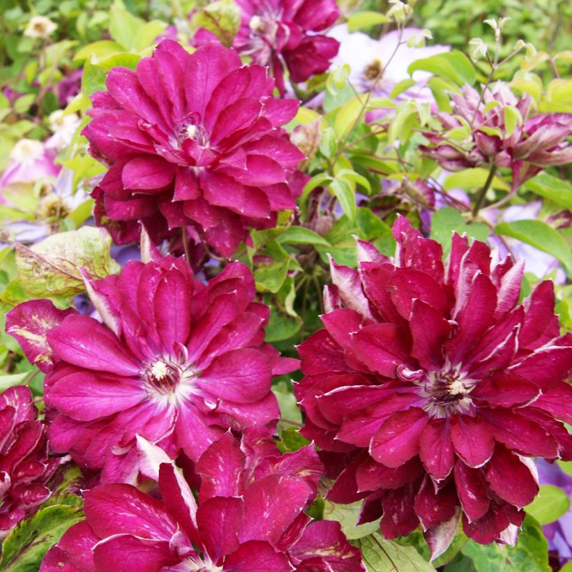 Clématite - Clematis Red Passion (Floraison)