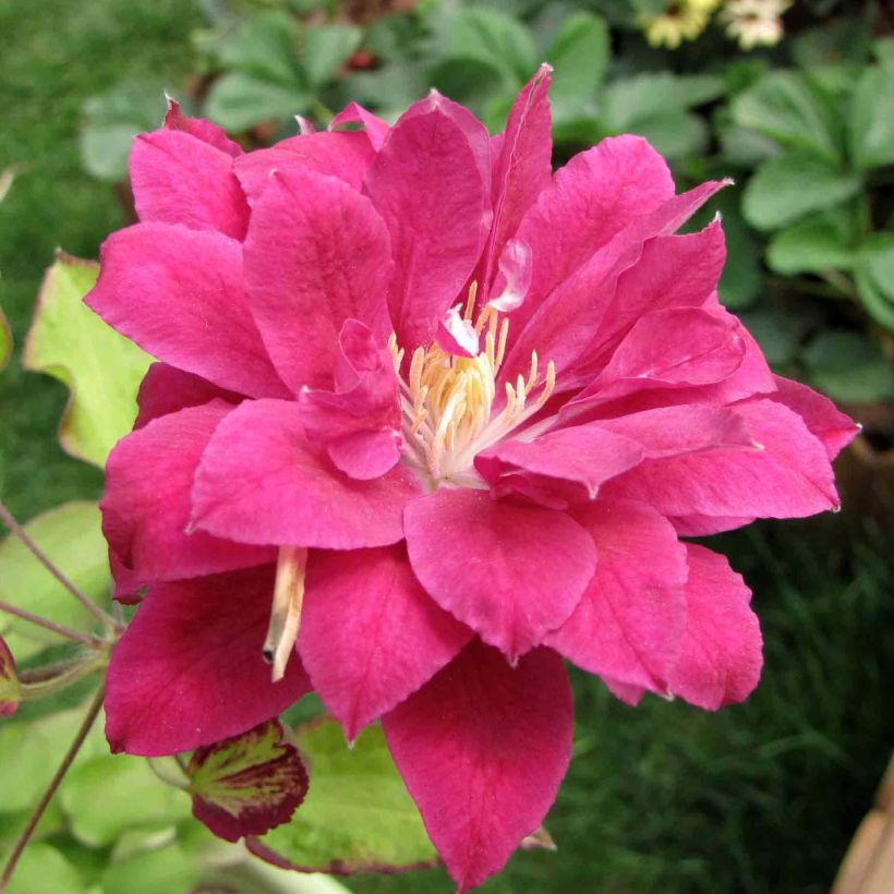 Clématite - Clematis Red Star (Floraison)