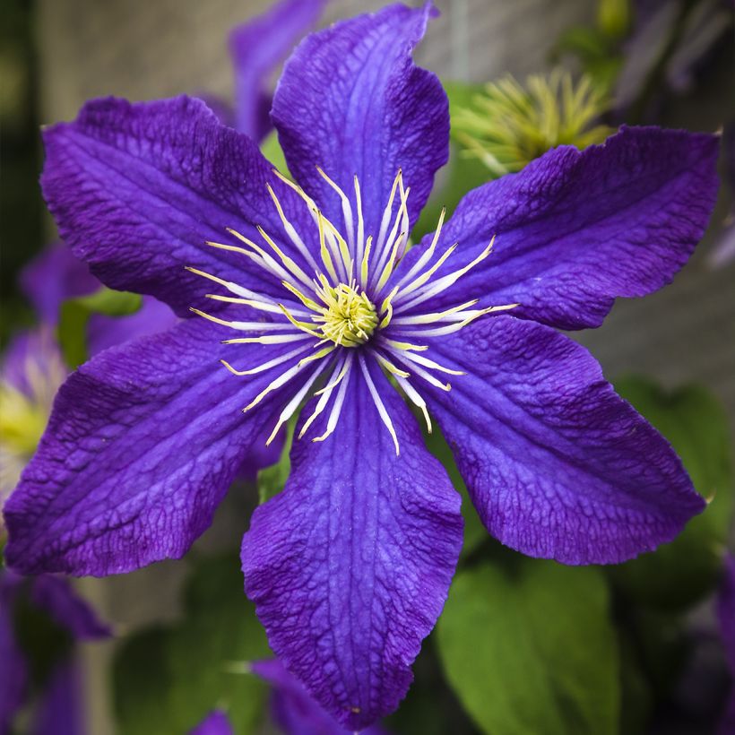 Clématite - Clematis Rhapsody (Floraison)