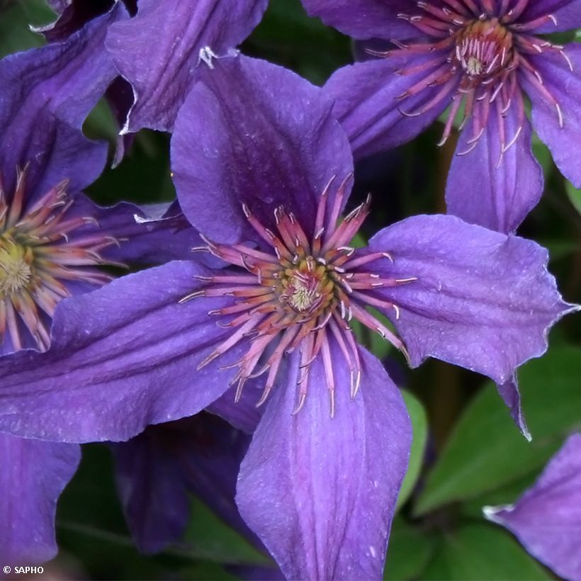 Clématite Saphyra Violetta (Floraison)