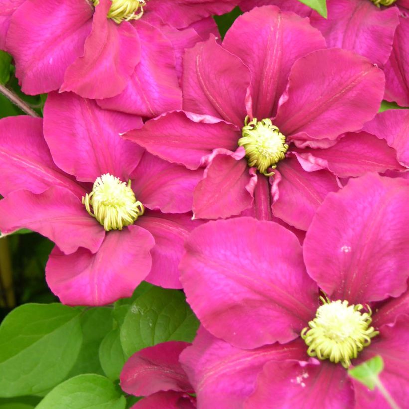 Clématite - Clematis SUCCESS Magenta (Floraison)