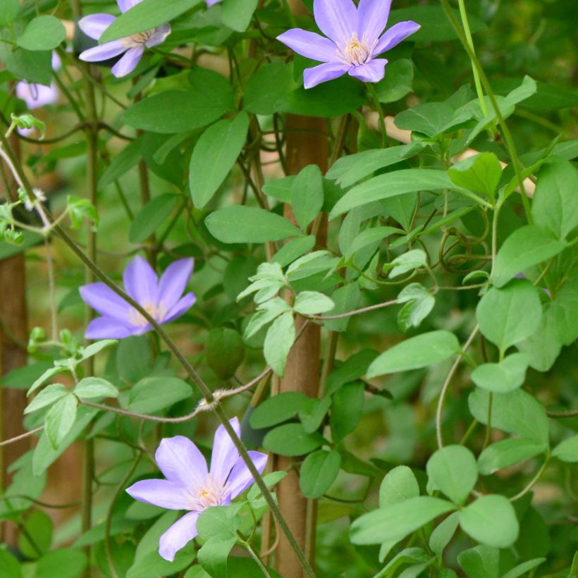 Clématite - Clematis Sugar Sweet (Scented Clem) (Feuillage)